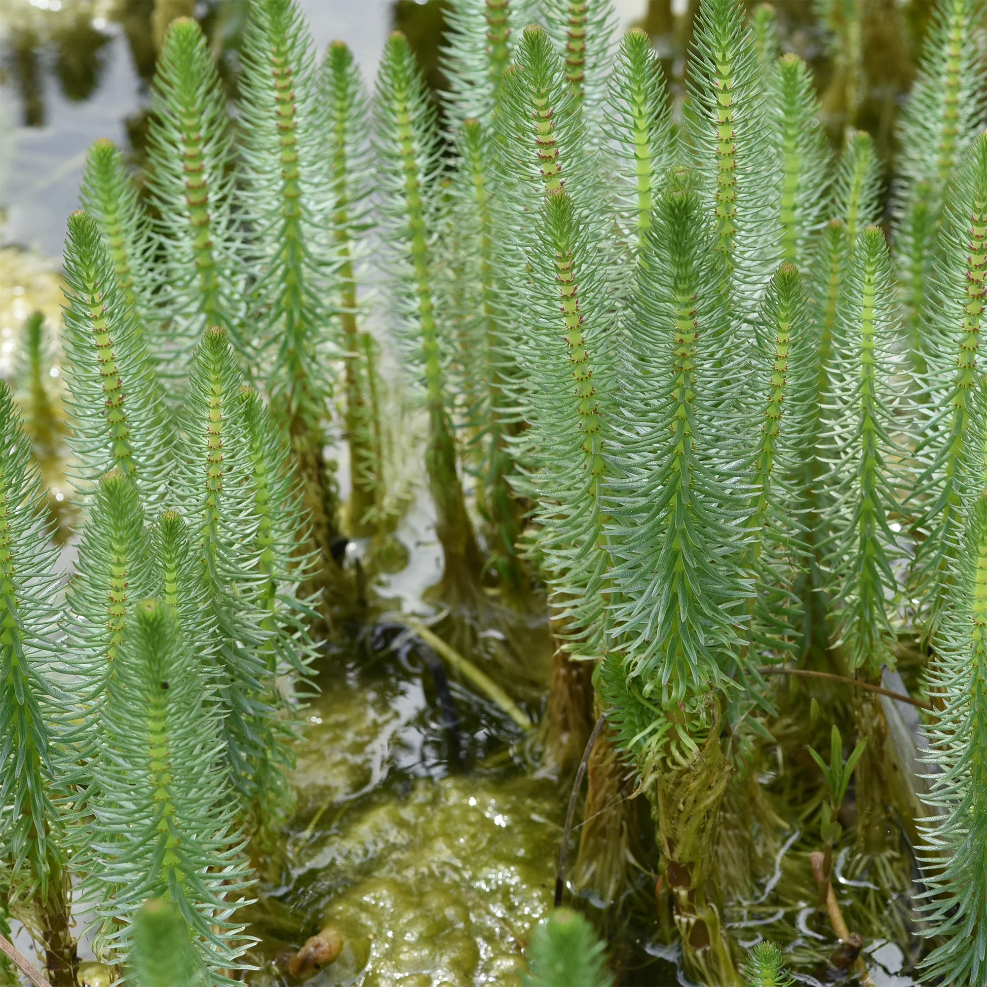 Watermeloen - Hippuris vulgaris - Image 3