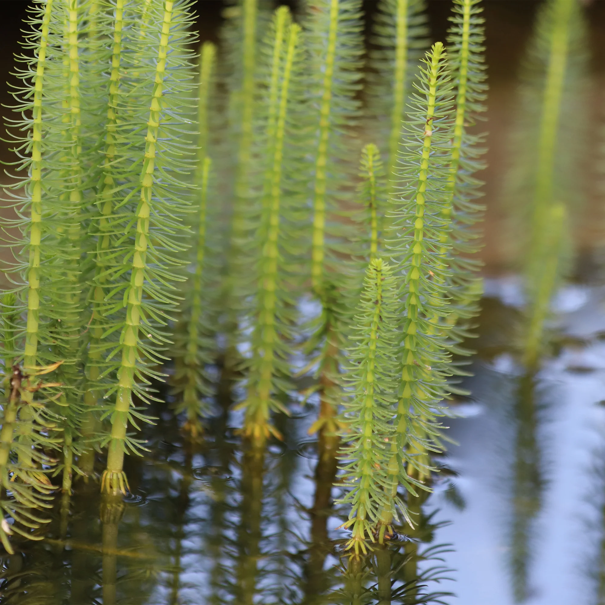 Watermeloen - Hippuris vulgaris - Image 4
