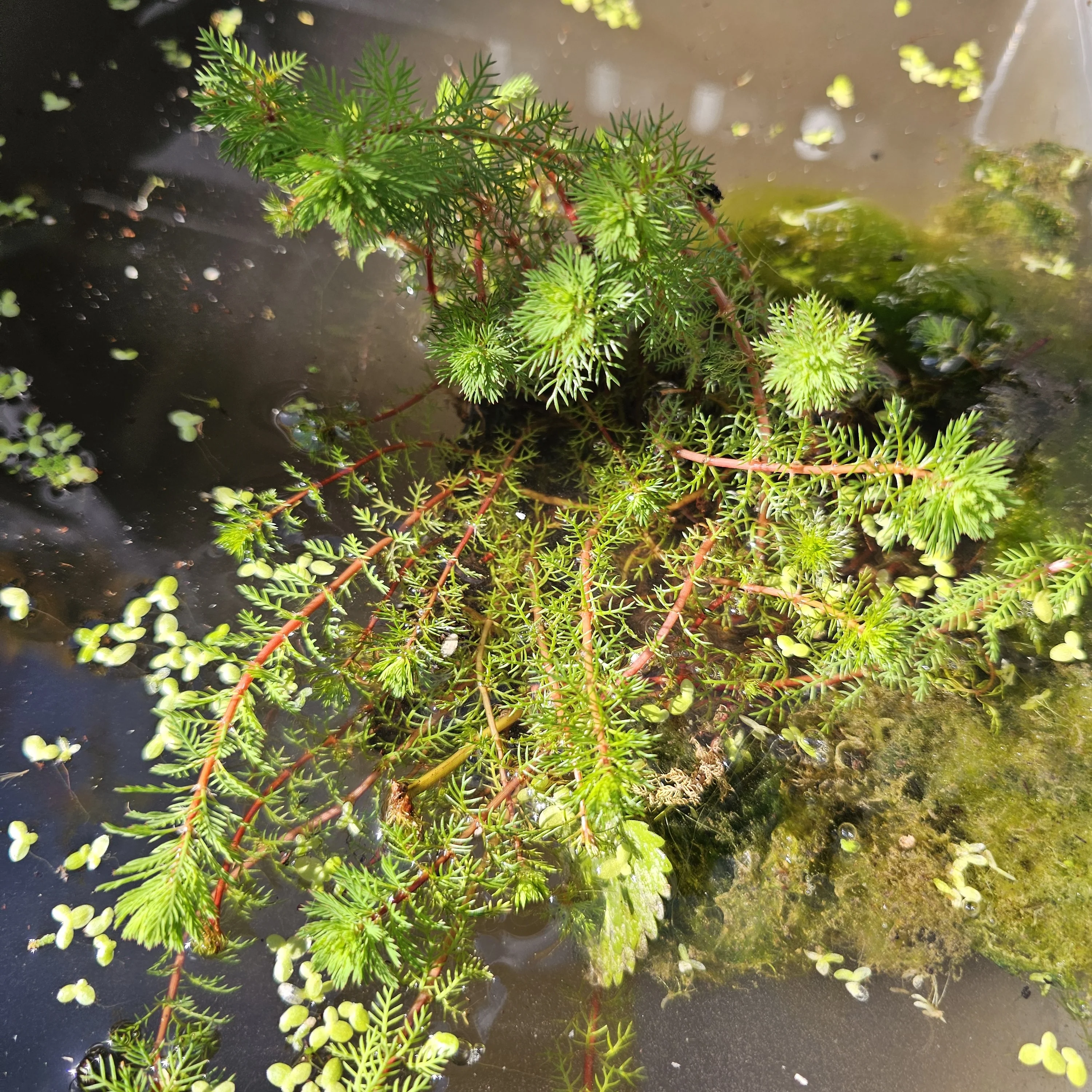 Rode klaverblad - Image 4