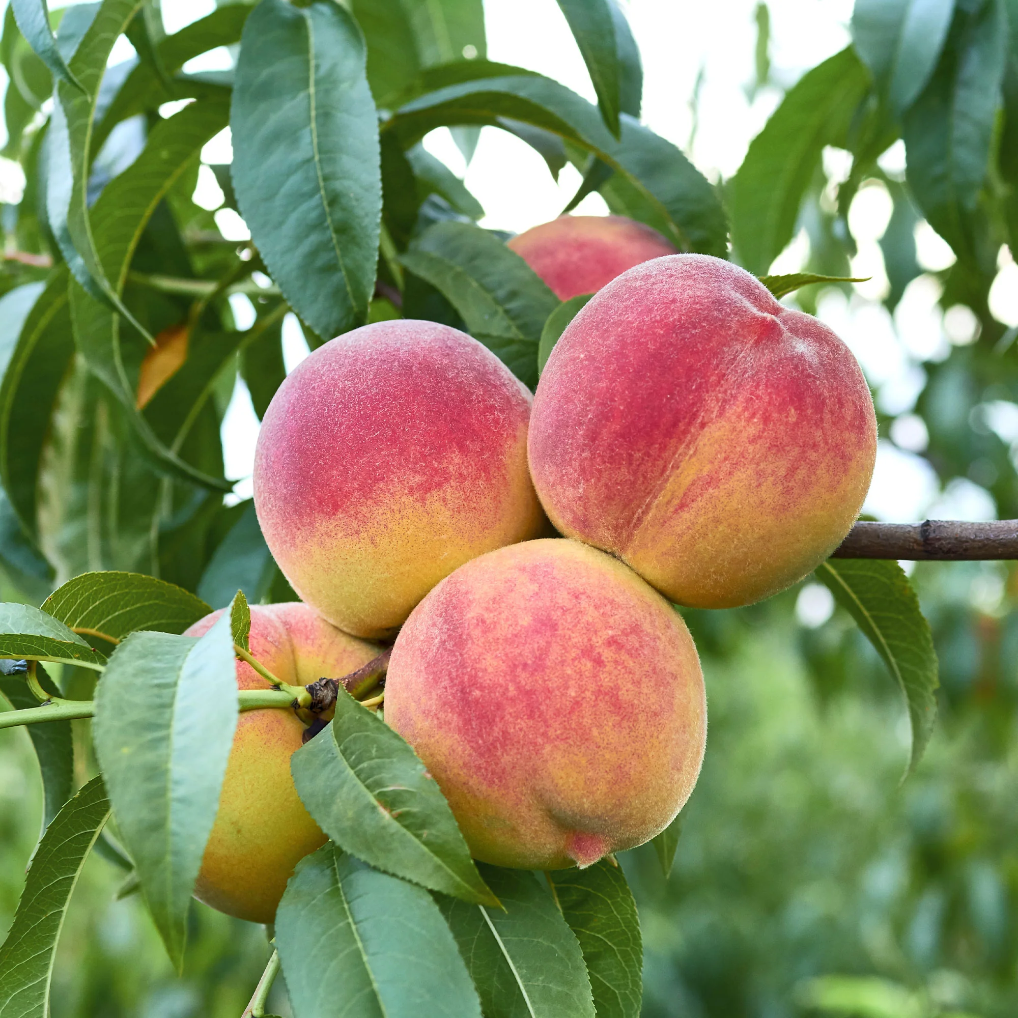 Perzik 'Suncrest' - Image 4