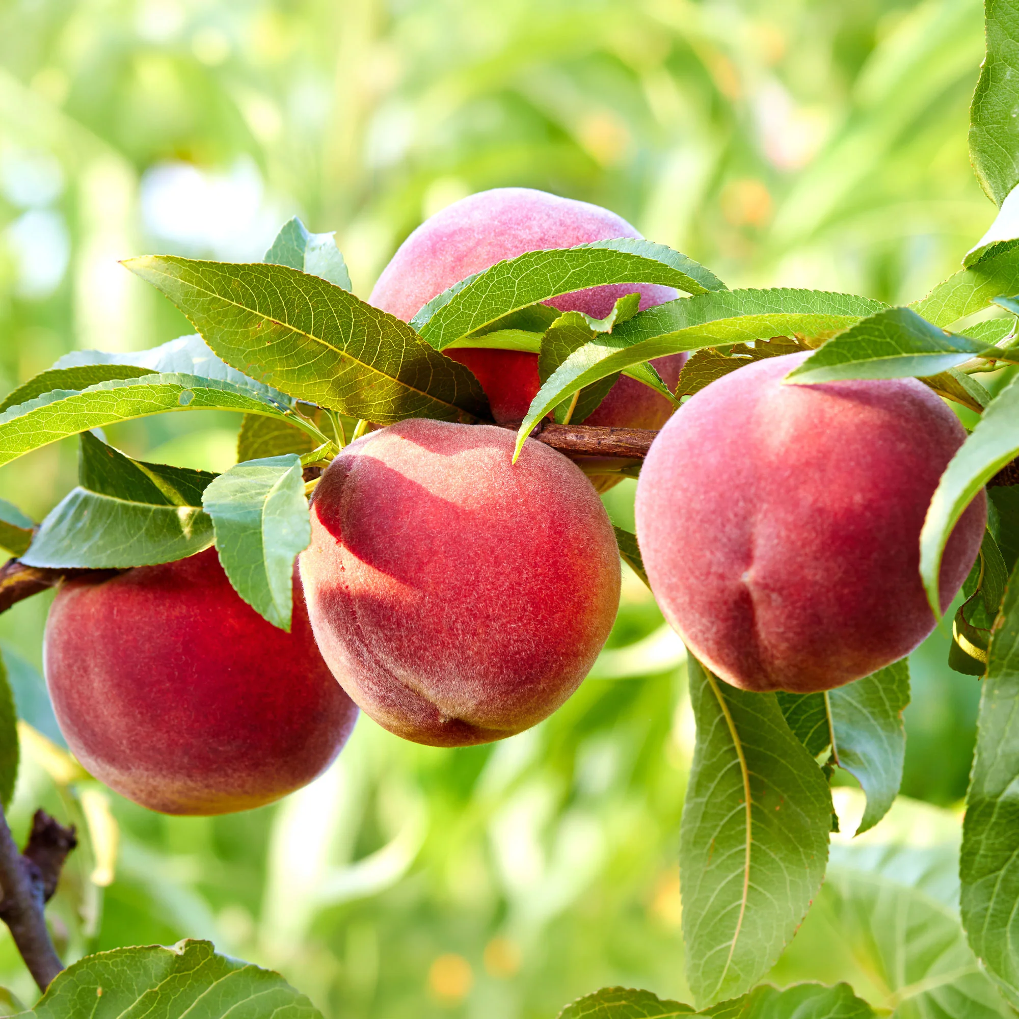 Perzik 'Suncrest' - Image 5