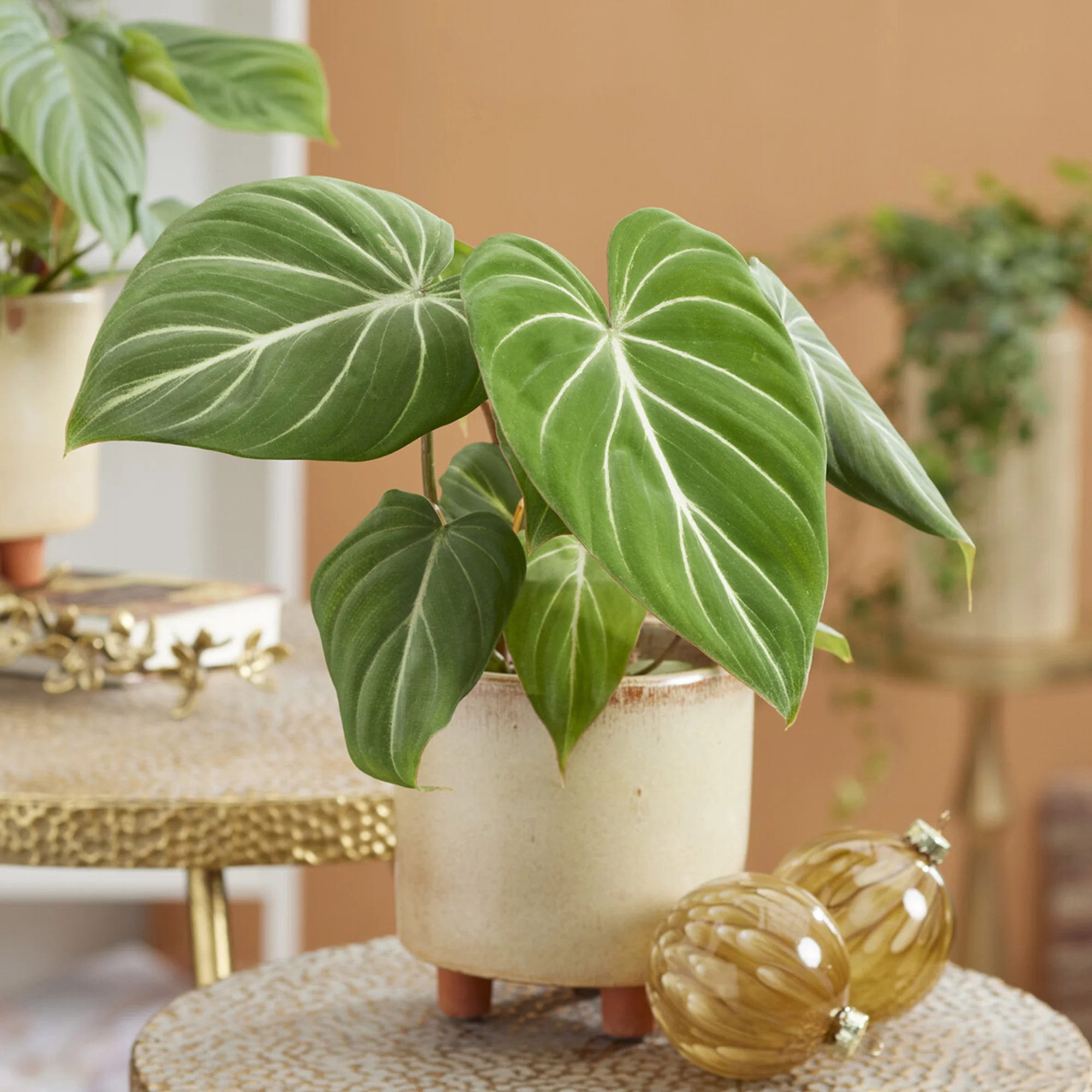 Philodendron Gloriosum - Image 3