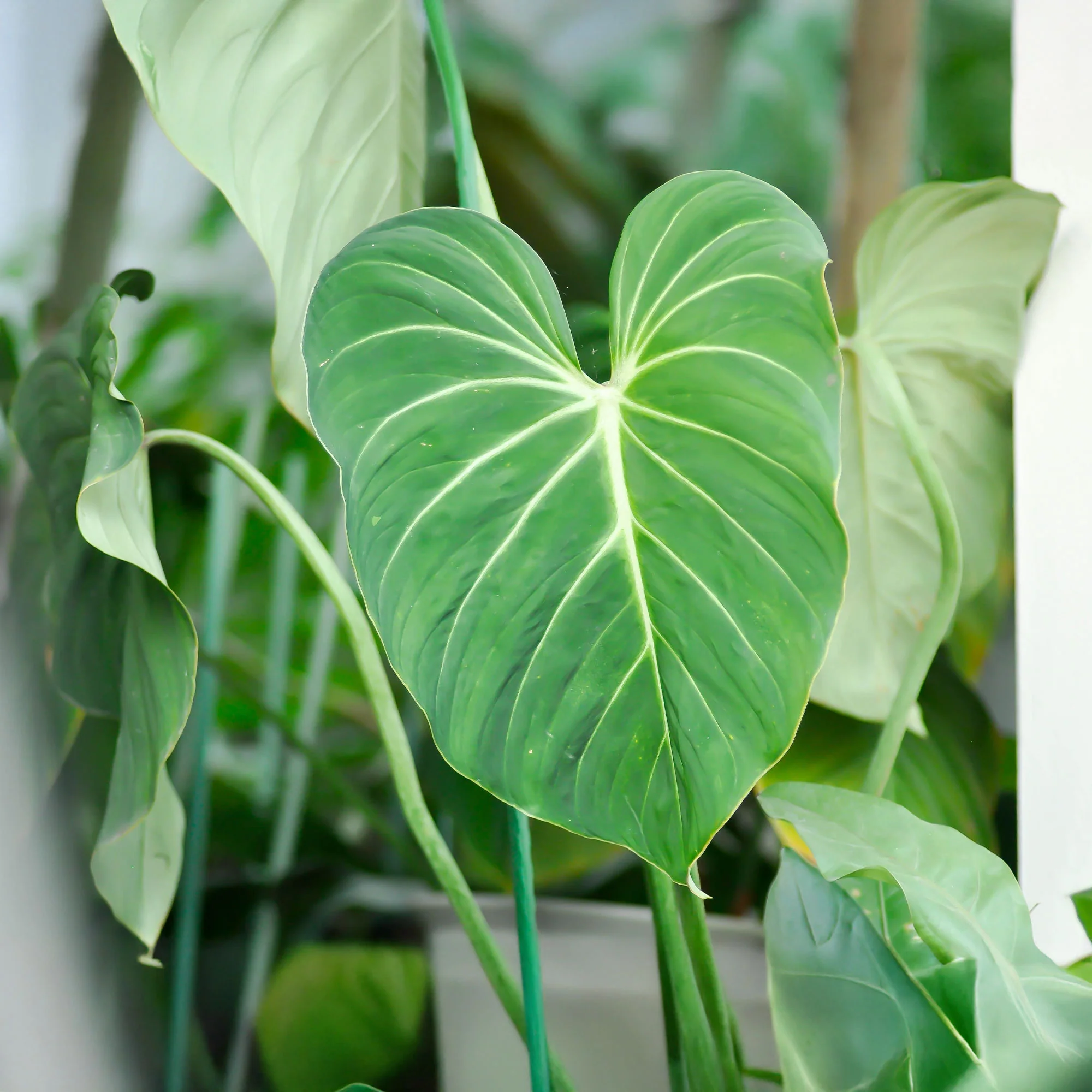 Philodendron Gloriosum - Image 4