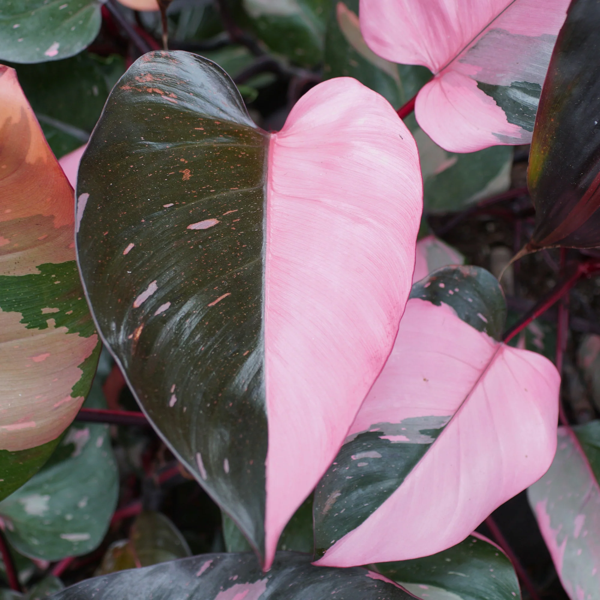 Philodendron Pink Princess - Image 3