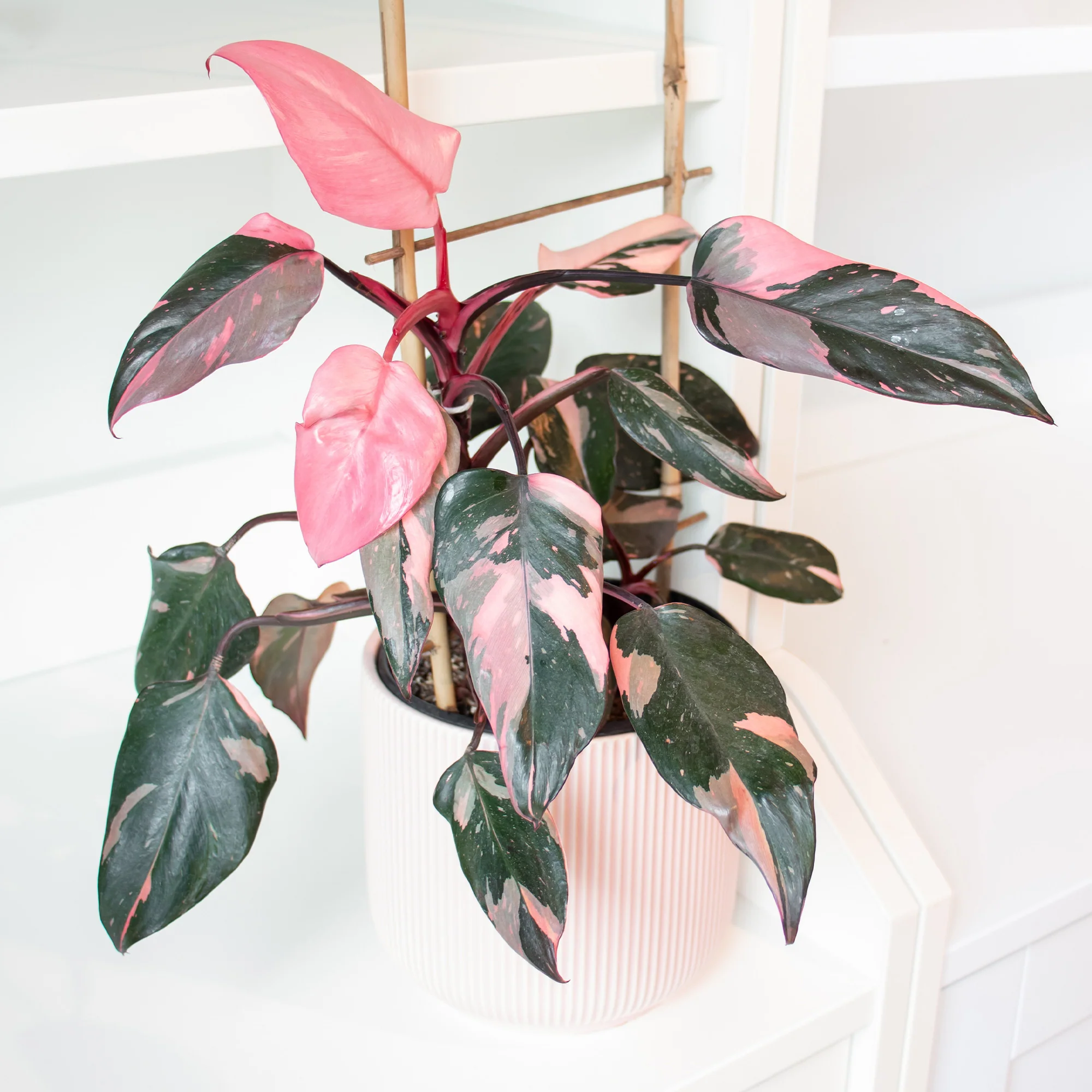 Philodendron Pink Princess - Image 4