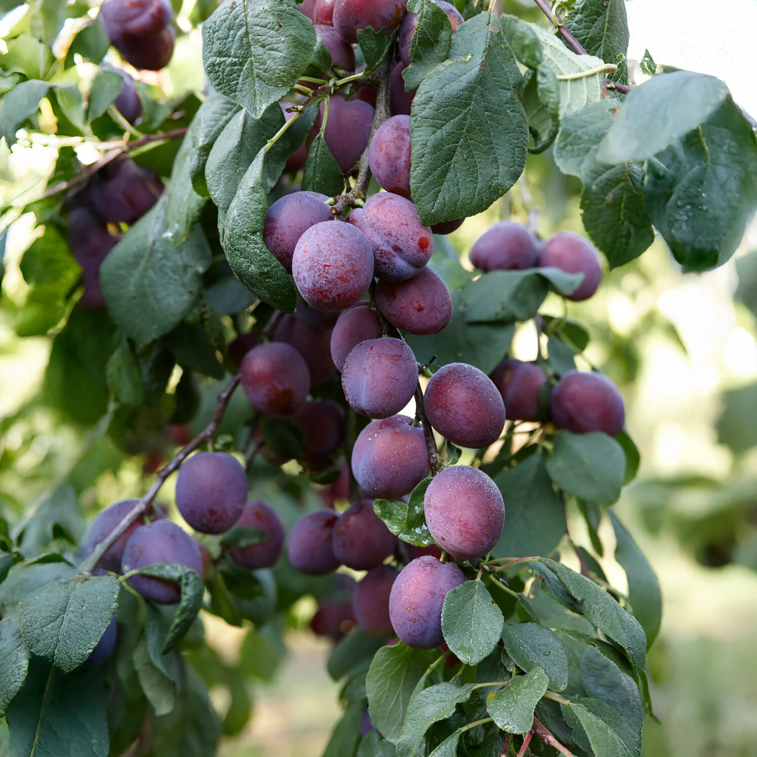 Pruimenboom Reine Claude dAlthan - Image 3