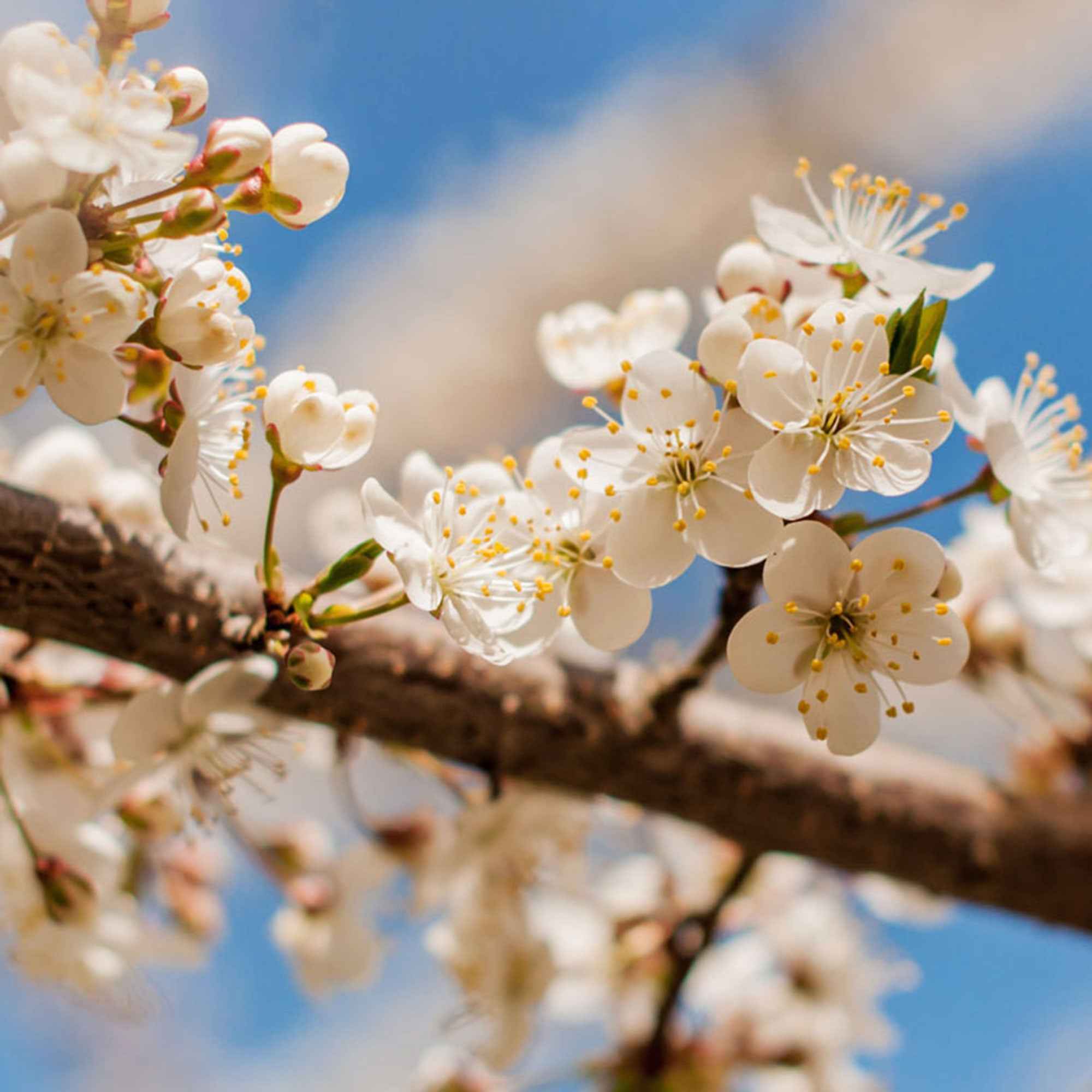 Pruimenboom 'Reine-Claude Vert' - Image 3