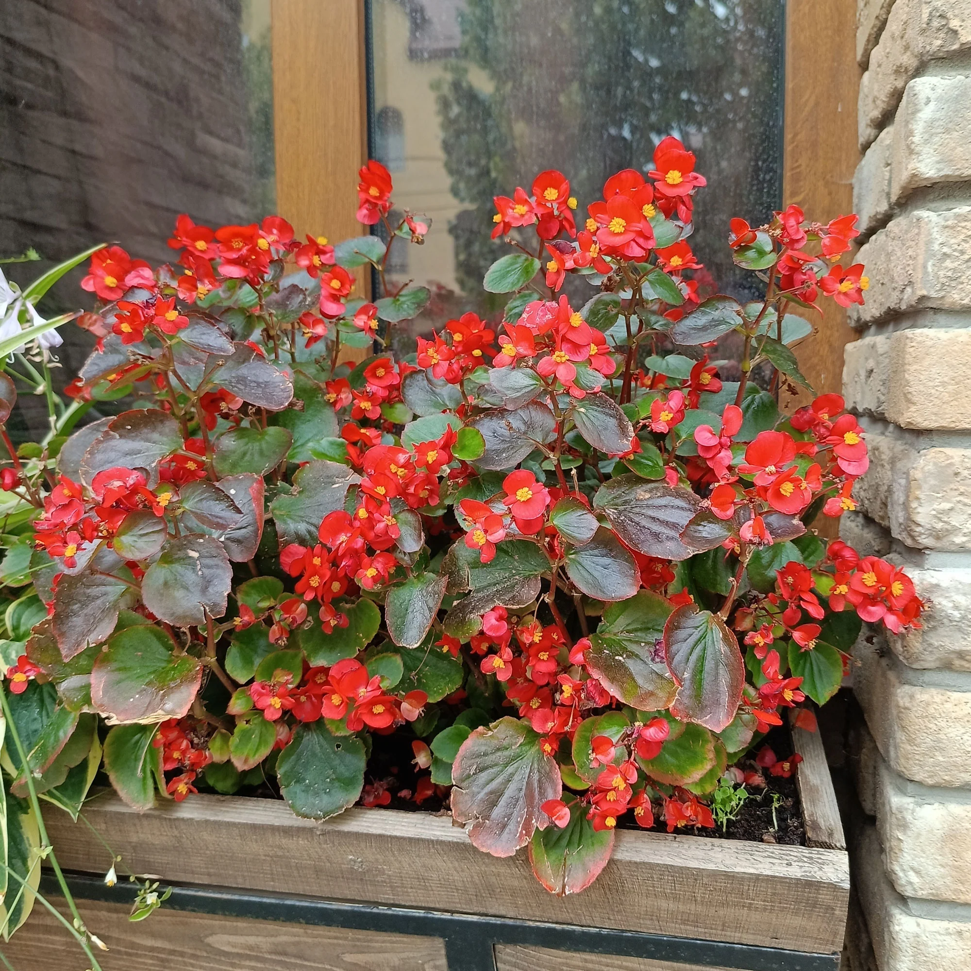 Rode waterbegonia - Image 3