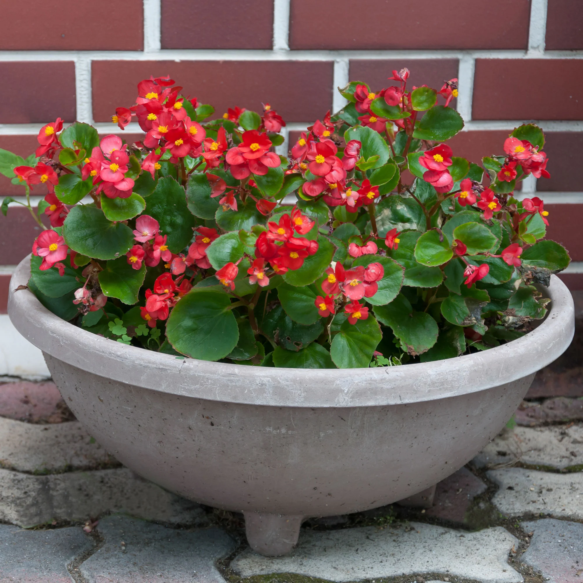 Rode waterbegonia - Image 4