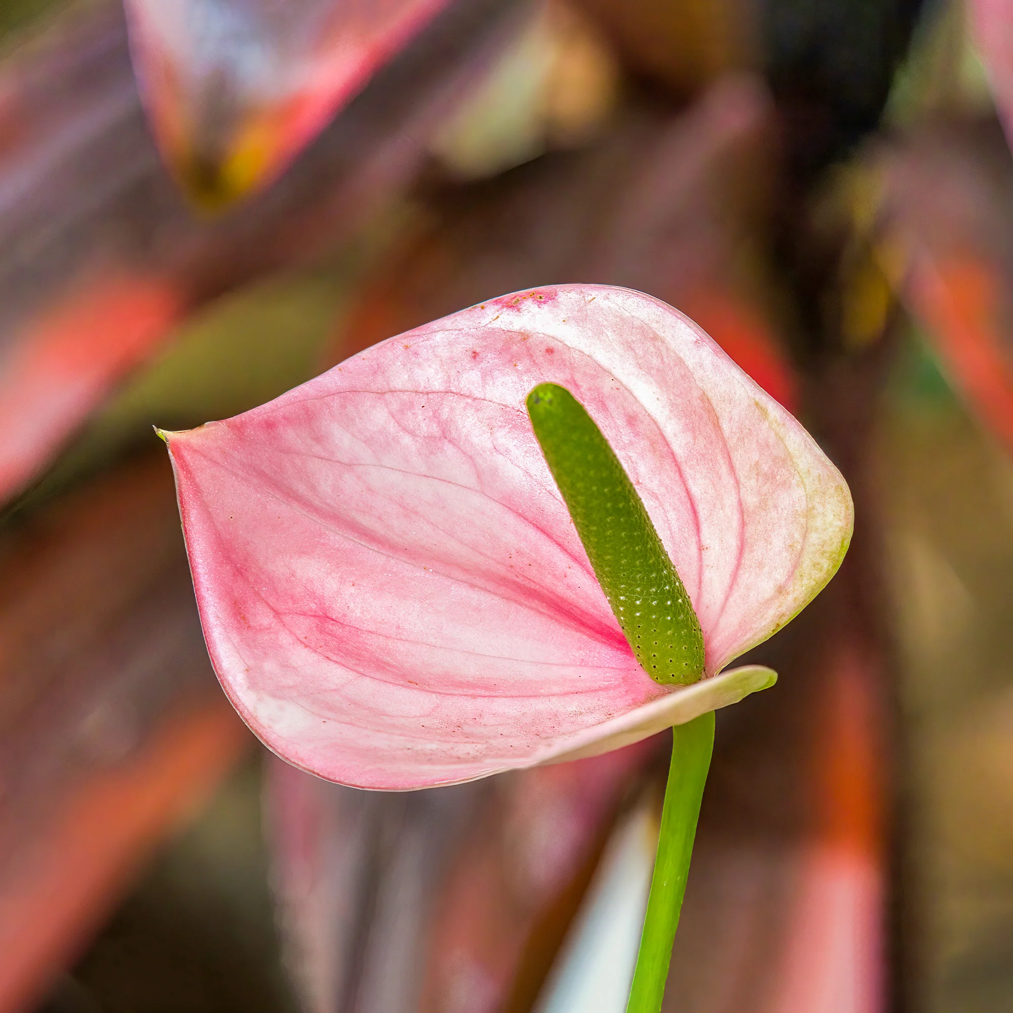 Roze flamingoplant - Image 3