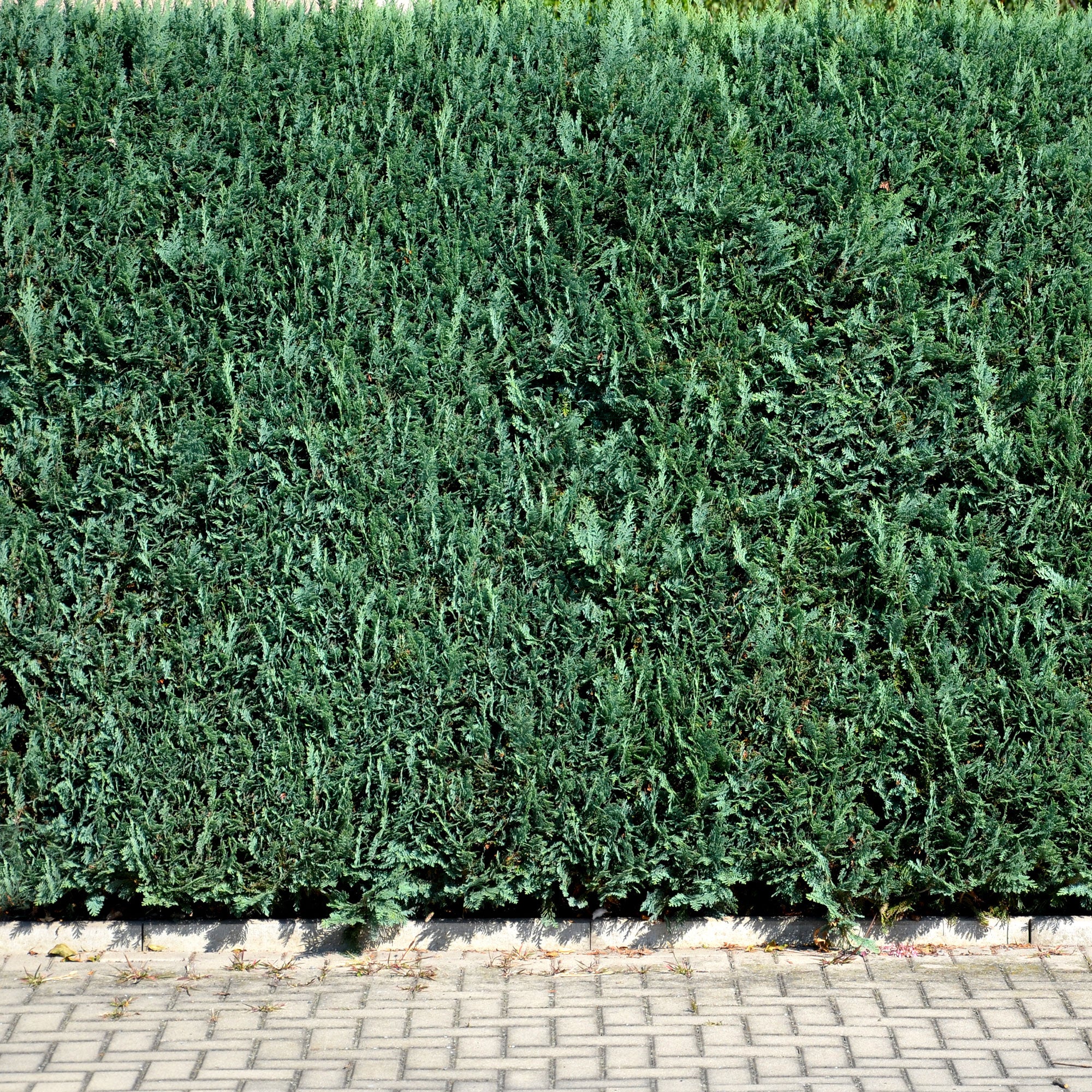 Schijncipres - Image 3