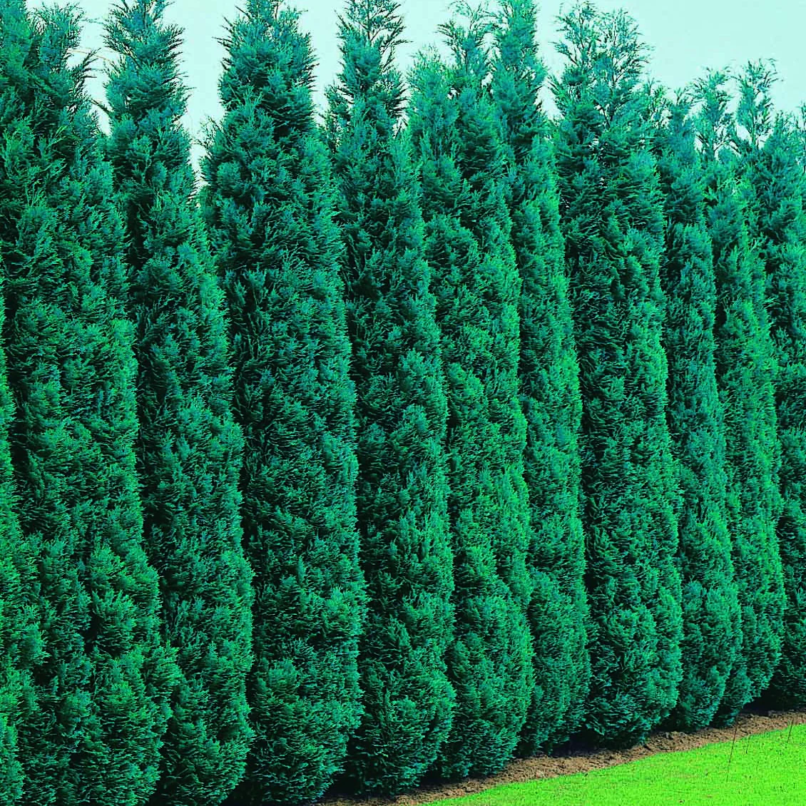 Schijncipres - Image 5