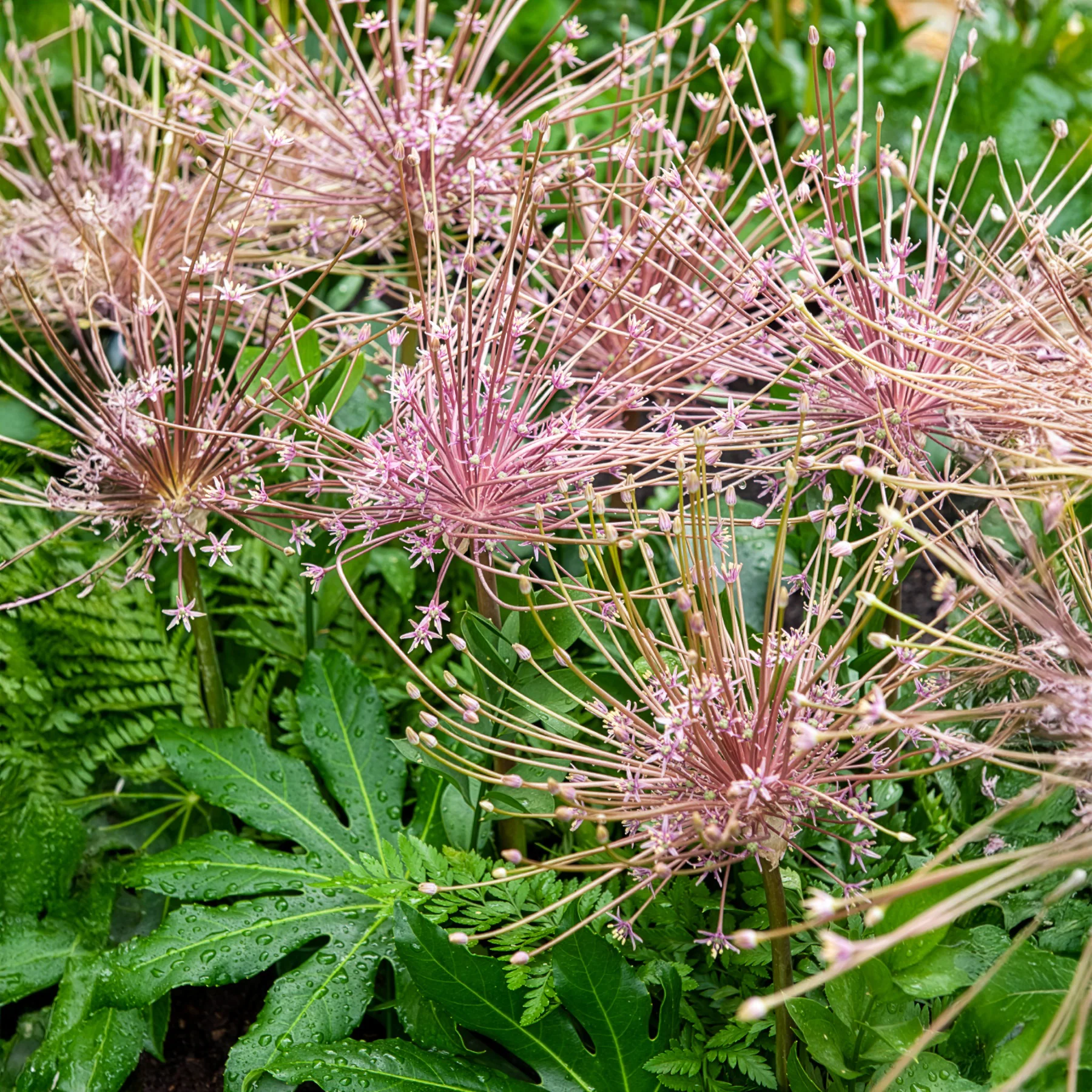 Sierui Allium schubertii (x5) - Image 3
