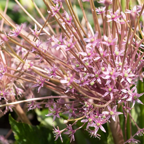 Sierui Allium schubertii (x5) - Image 5