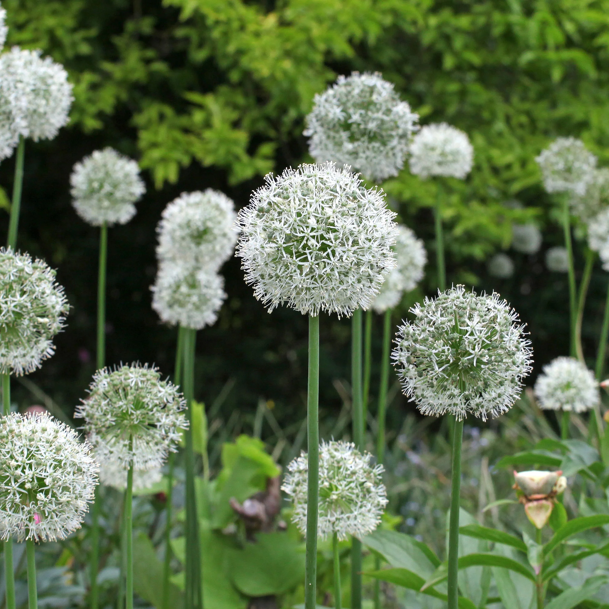 Sierui 'Mount Everest' (x2) - Image 3