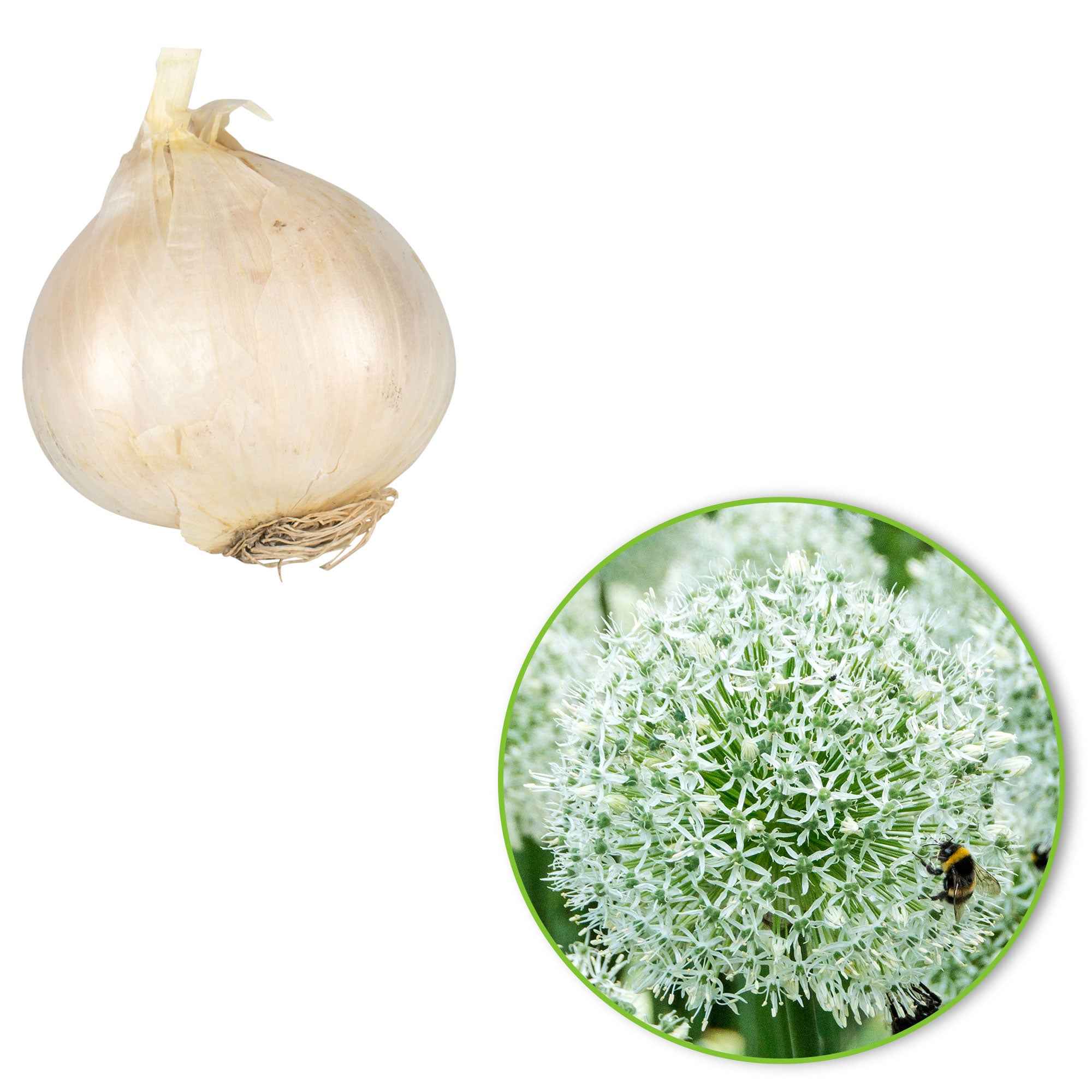 Sierui 'Mount Everest' (x2) - Image 5