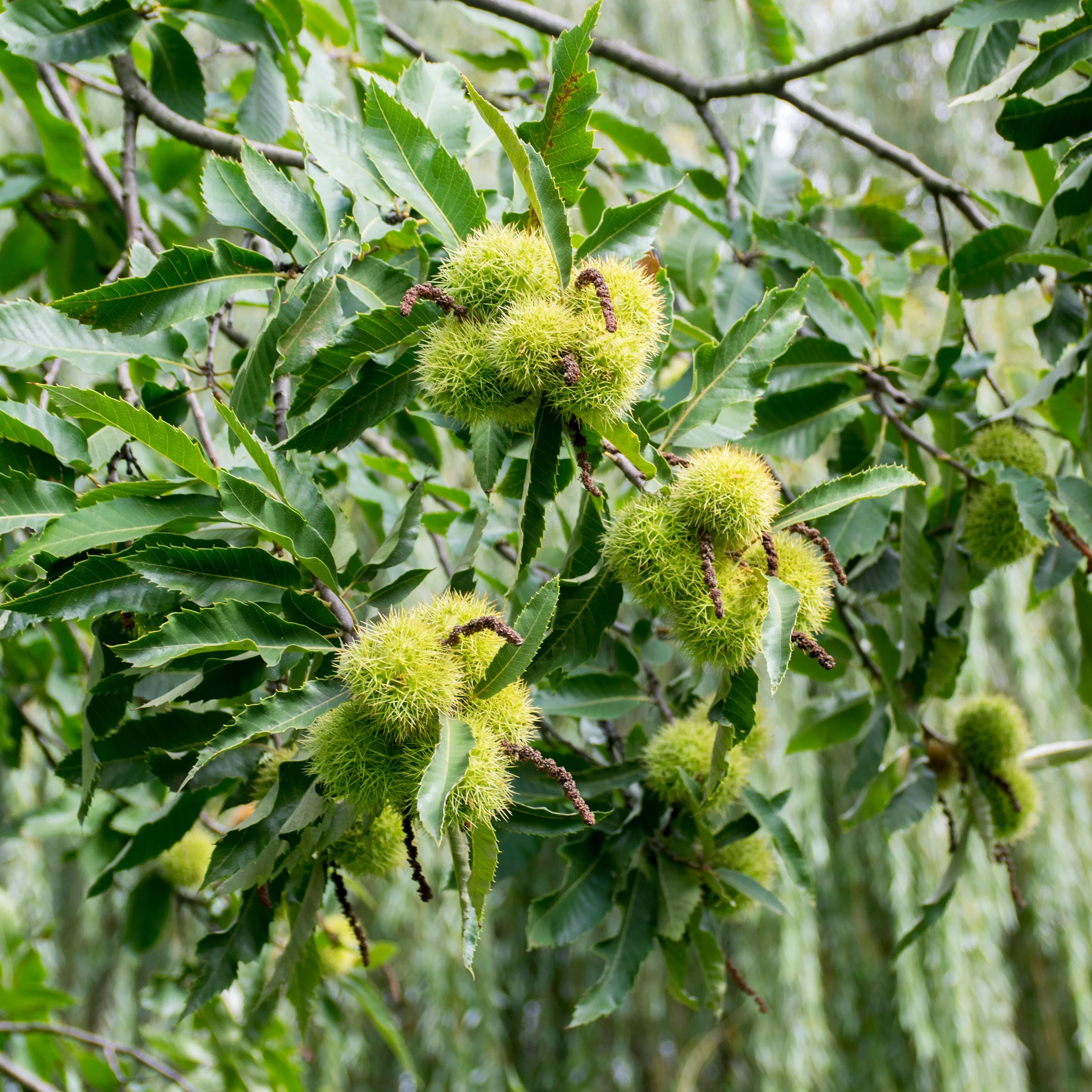 Tamme kastanje - Image 5