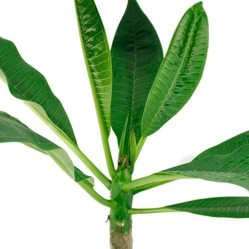 Tempelboom Frangipani Plumeria 'Bordeaux' Rood-Paars - Image 3