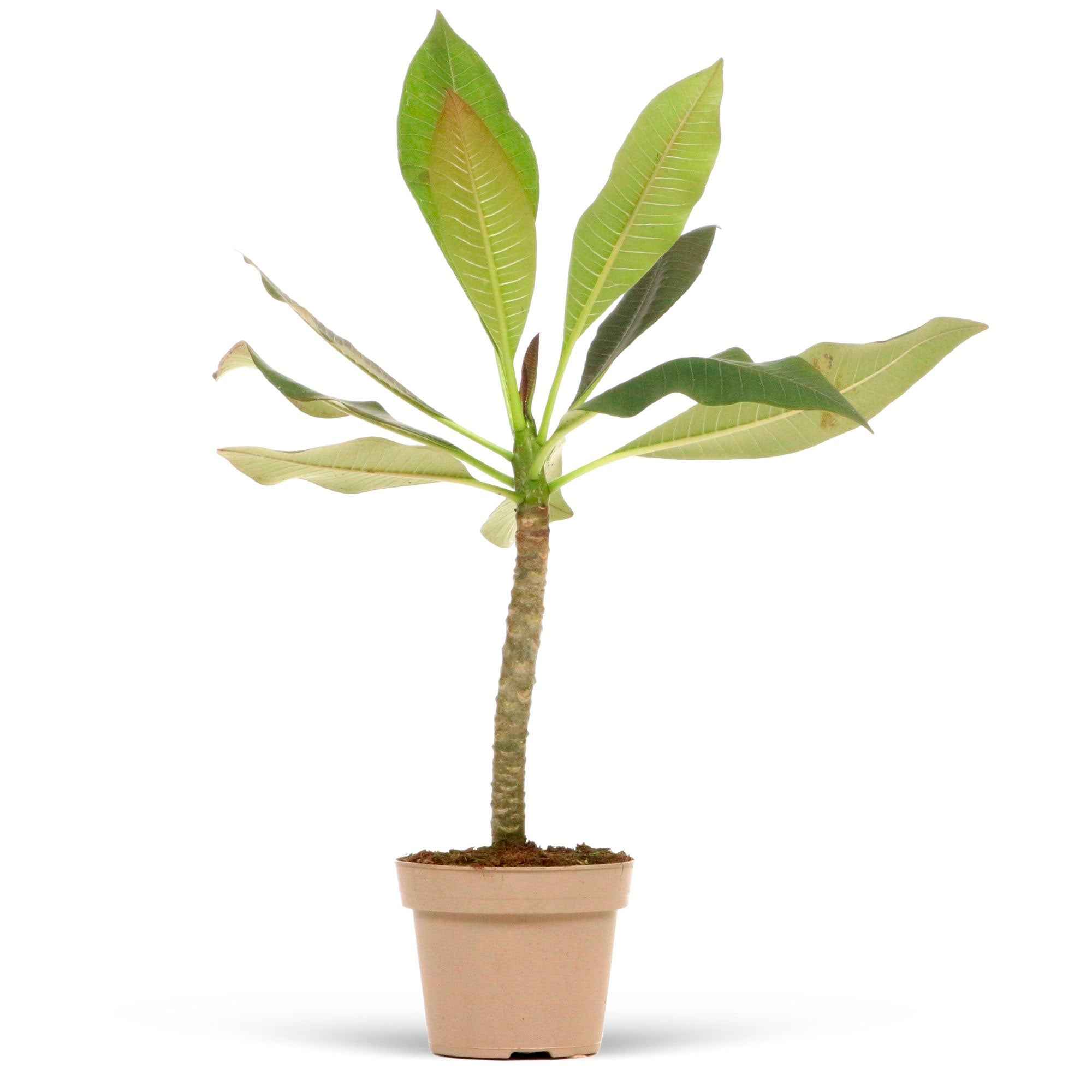 Tempelboom Frangipani Plumeria 'Bordeaux' Rood-Paars - Image 5