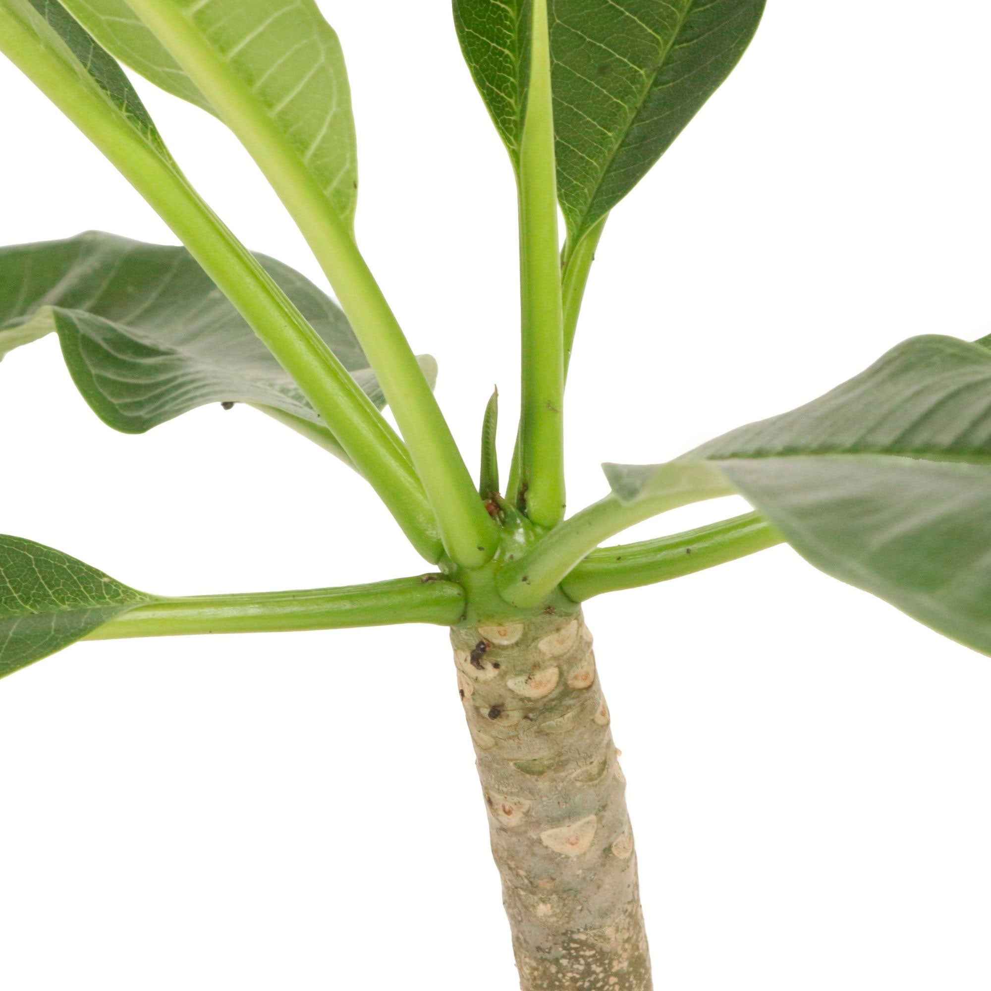 Tempelboom Frangipani Plumeria 'Yellow Pink' Geel-Roze - Image 3