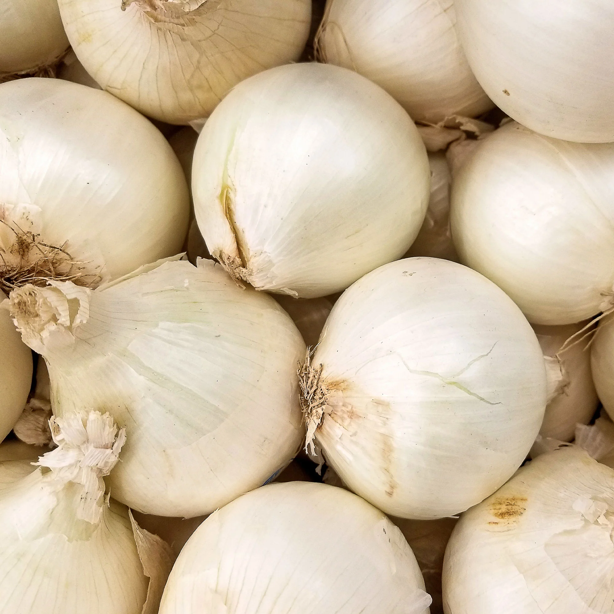 Ui 'Snowball' - Image 4