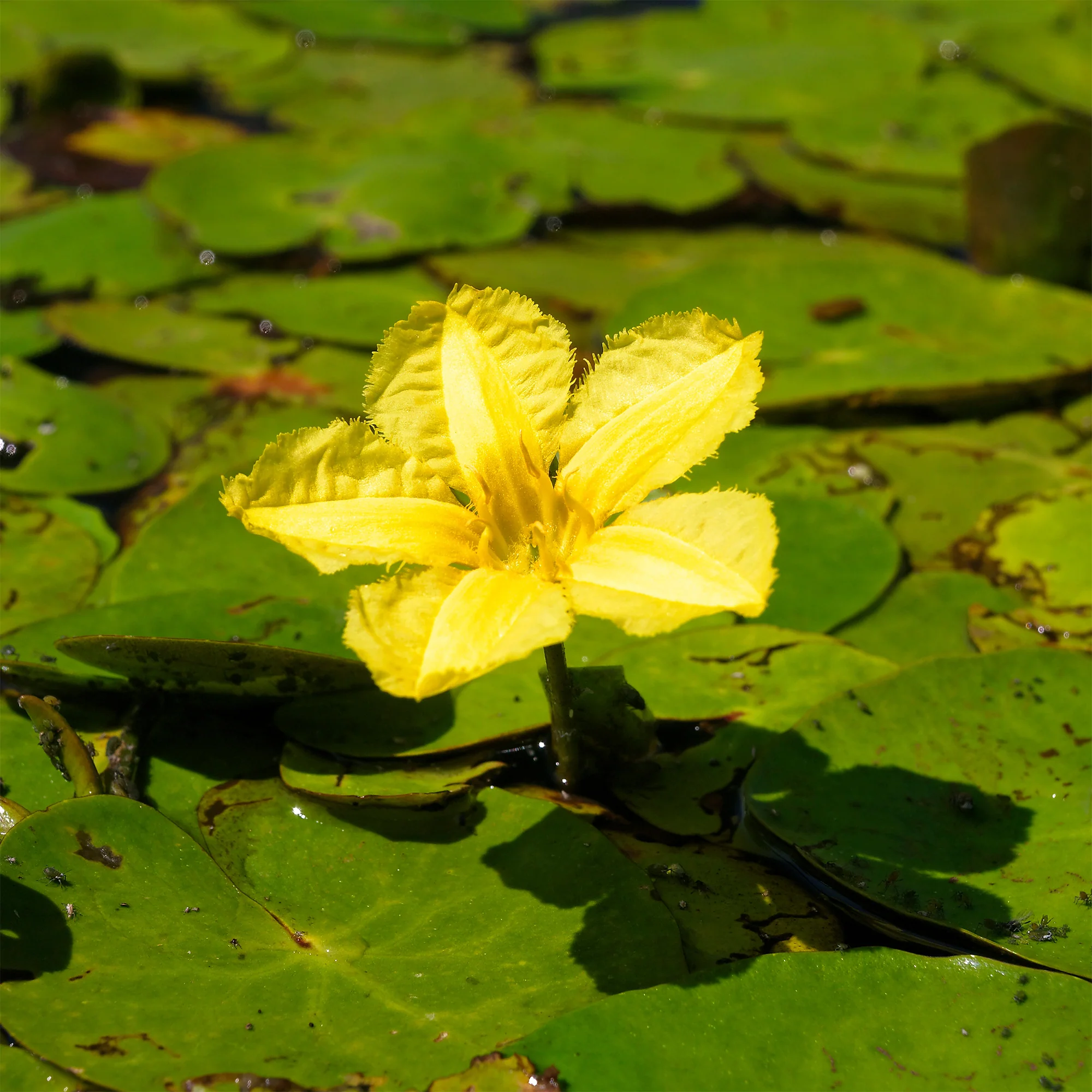 Paardenbloem Faux waterlelie - Image 4
