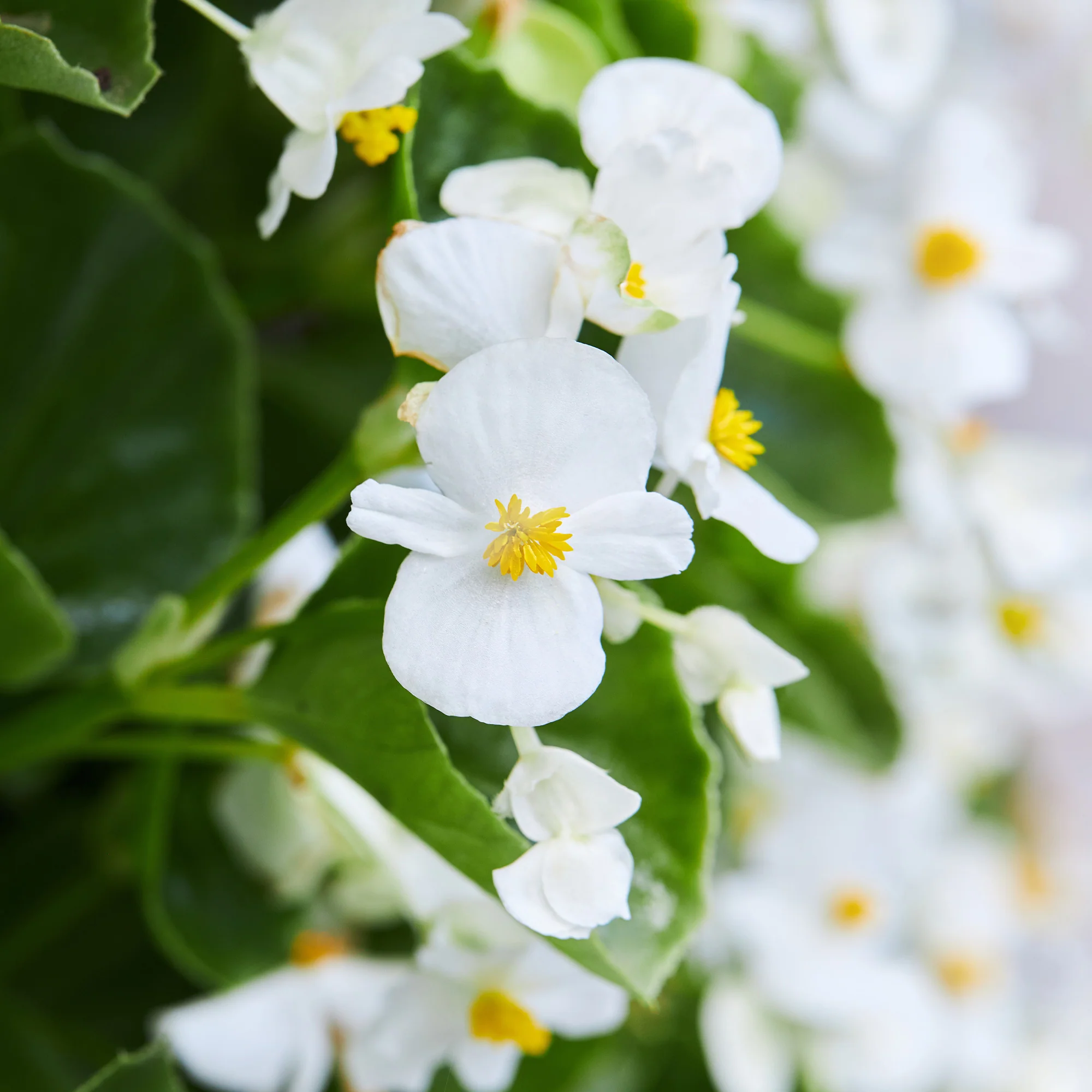 Witte waterbegonia - Image 3