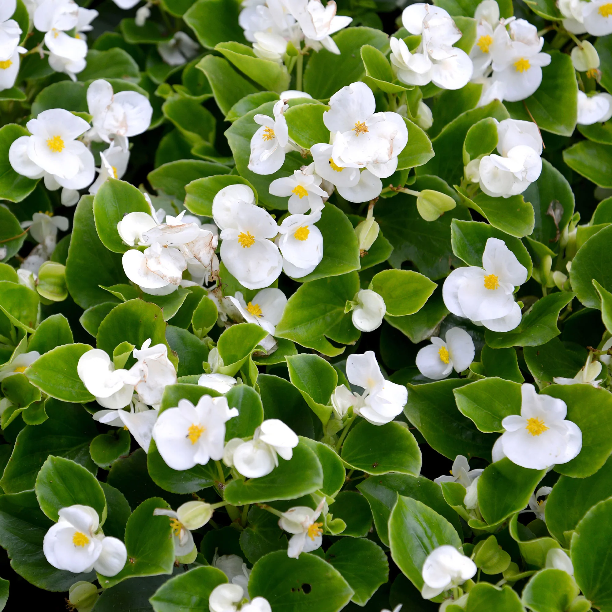Witte waterbegonia - Image 4