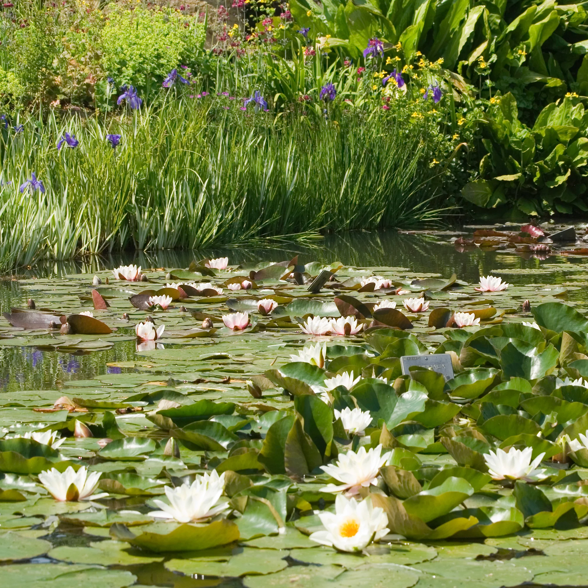 Witte waterlelie Grand Witte - Image 3